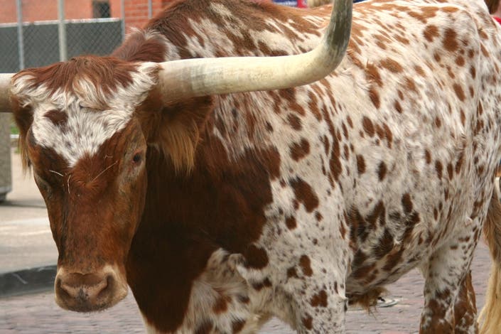 Visiting The Longhorns Of Fort Worth Concord NH Patch
