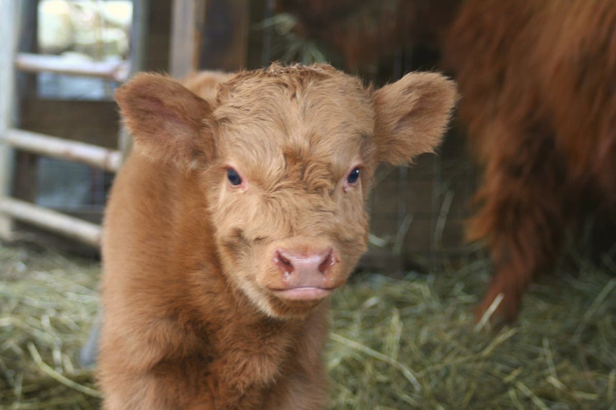 Rain, the Scottish Highlander heifer calf