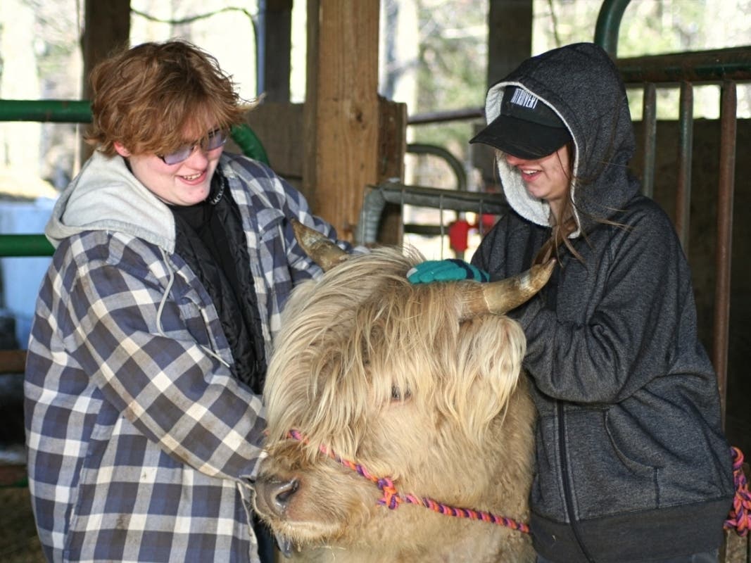 Kylie, a heifer, gets some hugs