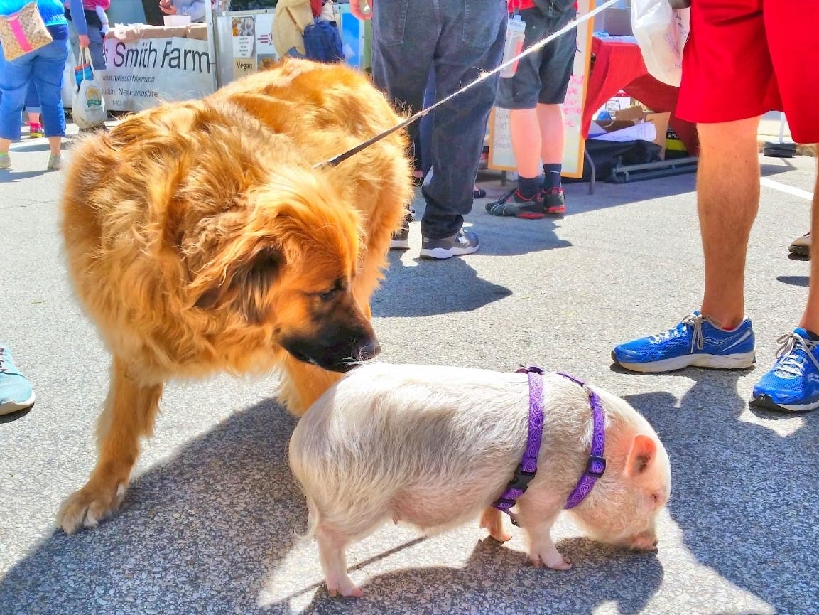 Farmers Markets Are Good For You Concord, NH Patch