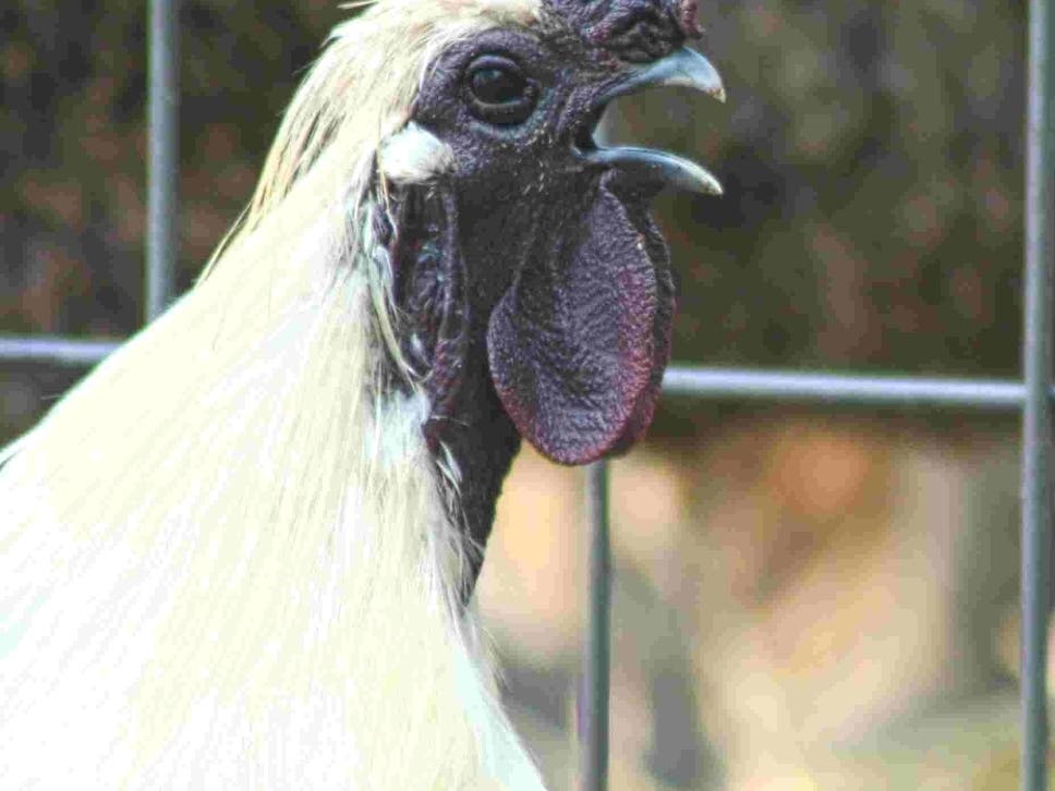 Sometimes A Rooster Can Be Too Cocky | Concord, NH Patch