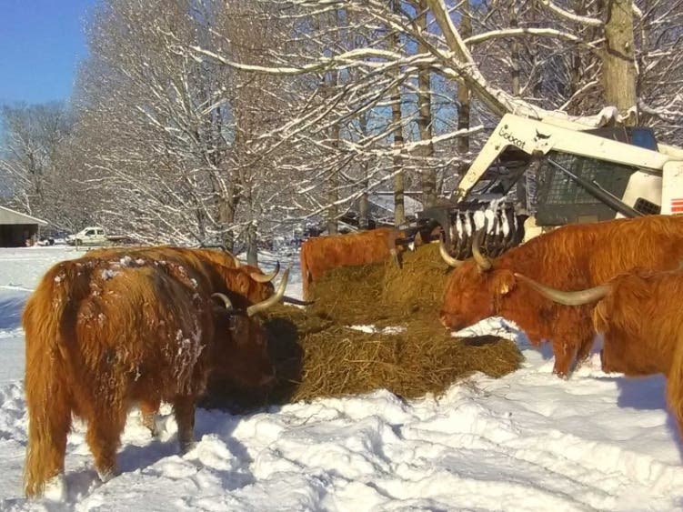 The skidsteer (a kind of tractor), driven by Bruce Dawson, delivers hay to the cows. The Miles Smith Farm herd of cattle are separated into three feeding groups so all get a fair chance to eat as much as they want. 