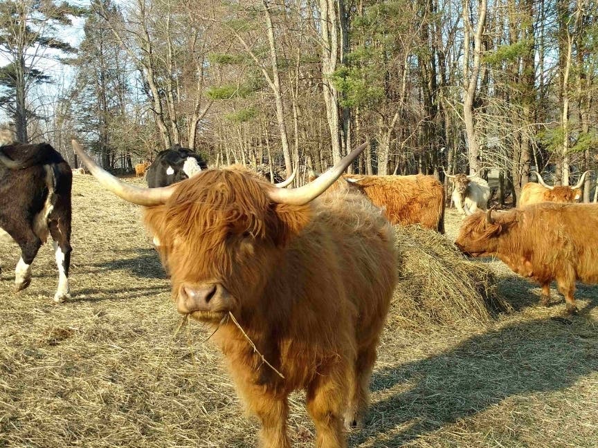 Can you tell how many cows are in this picture? Counting cows at Miles Smith Farm can be a challenge. Please stop by the farm to try it for yourself. Check store hours on our new website: www.milessmithfarm.com