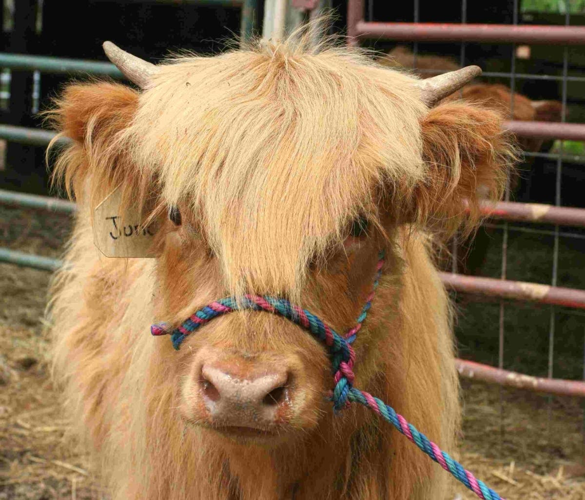 Scottish Highlander heifer, June, is one of the animals your child will work with if you enroll your son or daughter in one of the Miles Smith Farm classes.  Farmer Carole welcomes children ages 10 to 14 to a half-day farm class on either Aug. 6 or 13.