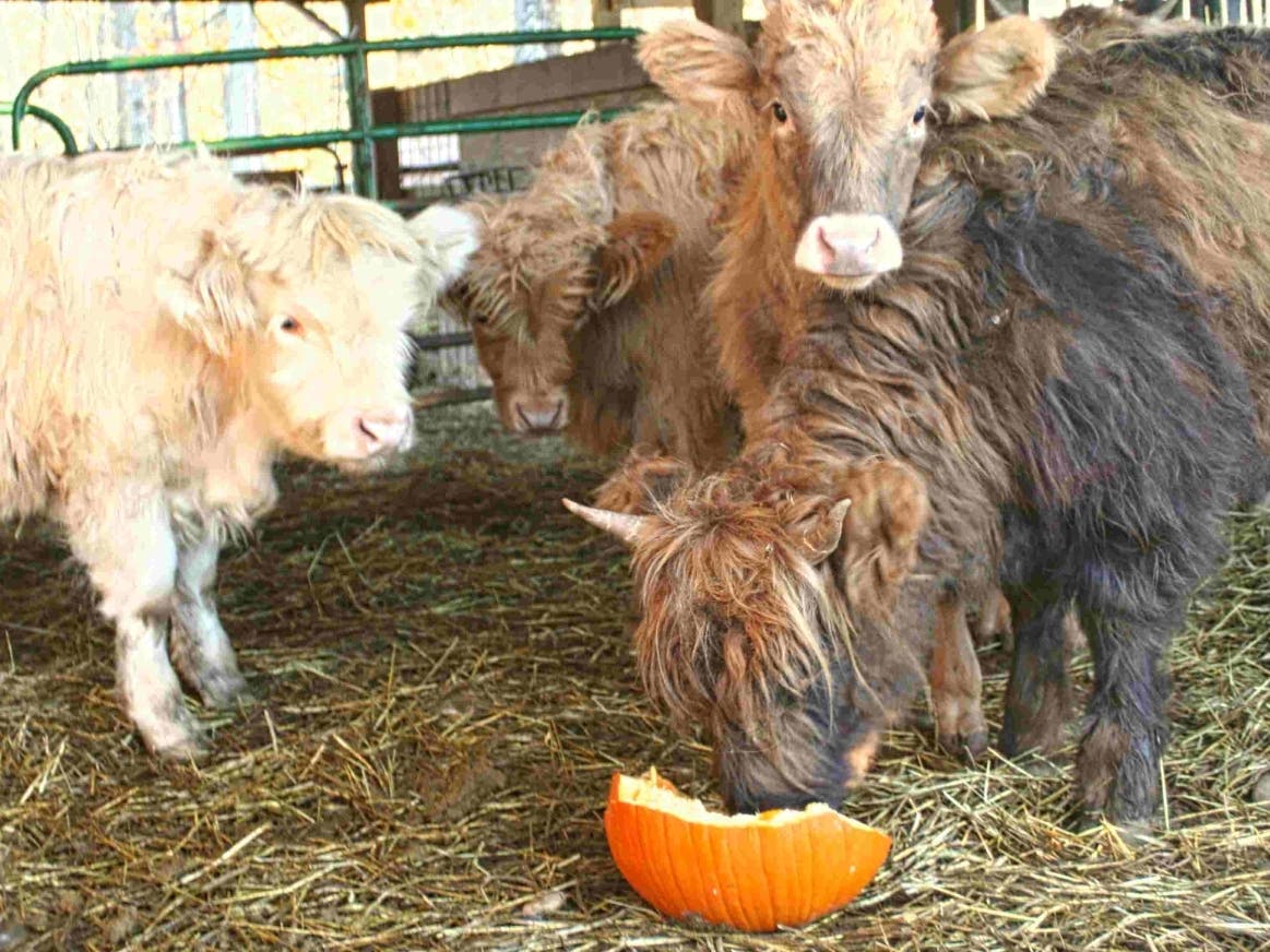Three Miles Smith Farm weanlings watch a year-old heifer munch on a pumpkin. You are welcome to stop by the farm to smash a pumpkin (we have plenty) and feed a cow (lots of those too) on Wed-Sat from 10 a.m. to 5 p.m.