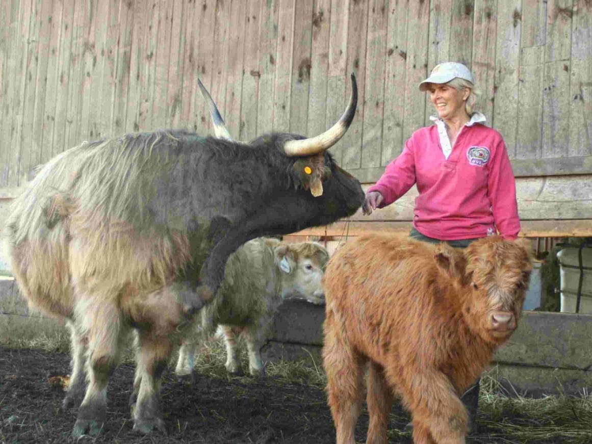 On Miles Smith Farm, "herd immunity" means my cattle get inoculated against various diseases protecting the herd and the calves who are too young to be vaccinated.