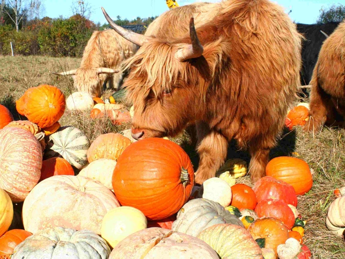 Rain, a Scottish Highlander cow, investigates a pile of pumpkins. Cattle love eating pumpkins, but because they only have bottom teeth, they prefer theirs smashed. Pumpkin smashing anyone?

