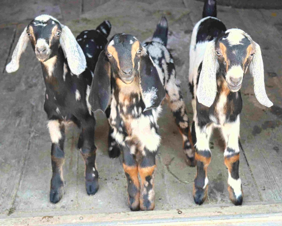 Three Nubian goats at Purely Wholesome farm show off their enchanting ears. But Nubian goats are more than a pretty face.
