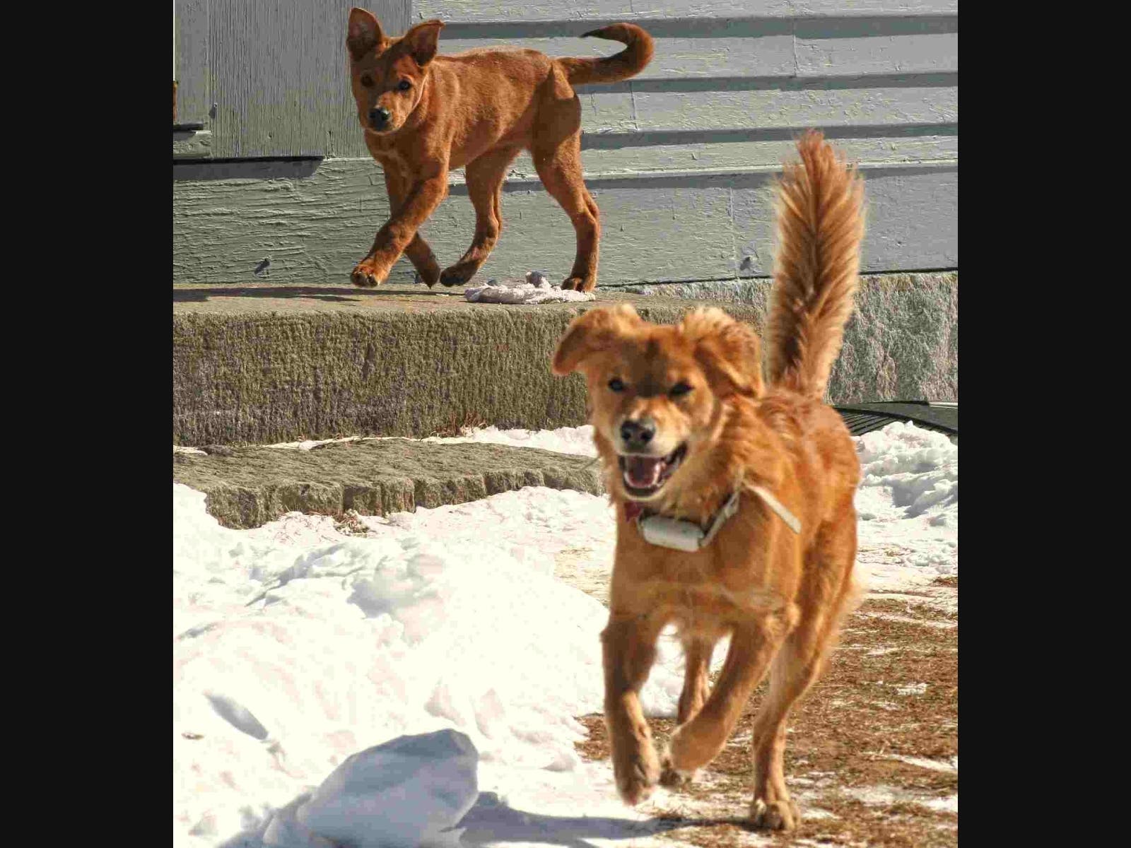 To help welcome spring, I invite you to visit the farm to celebrate St. Patrick's Day on Saturday, March 12 between 11 a.m. and 2 p.m. You can reserve your spot here: https://milessmithfarm.com/farm-events