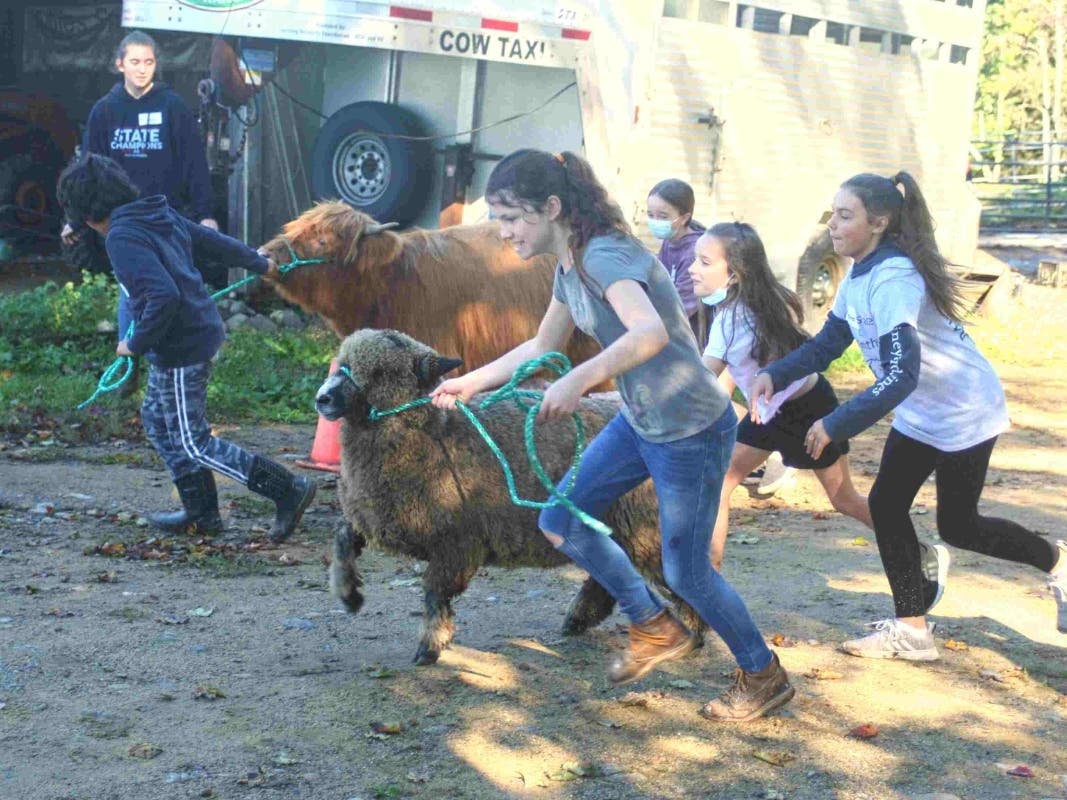 Abby the sheep won the first heat of the 2021 Miles Smith Farm Summer Camp relay race. But June the heifer won the second heat after Abby quit in protest.

