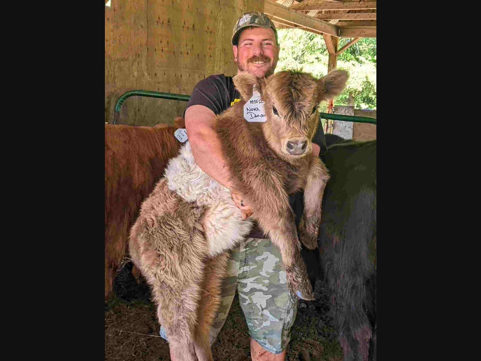 Nova Duncan, a Scottish Highlander/Belted Galloway calf, gets a hug from farm worker Joe. Nova and her buddies are regular escapees from Miles Smith Farm pastures.