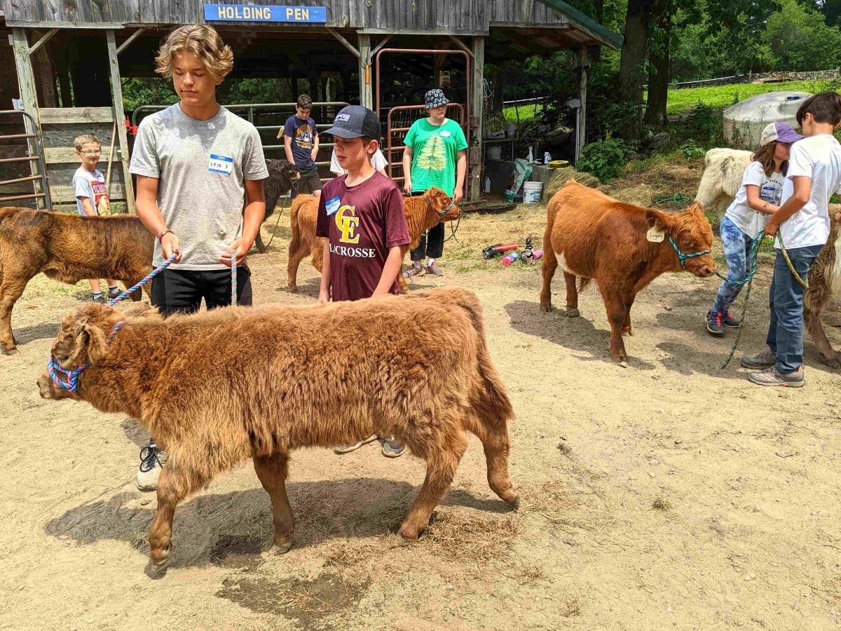 On the second day of the Learning Networks Foundation summer day camp at Miles Smith Farm, all campers were assigned a Scottish Highlander calf. Lyle and Lochlan (front) are working with Poppy, and Max, Liam, Anne, Sadie, and Jack are working with their c