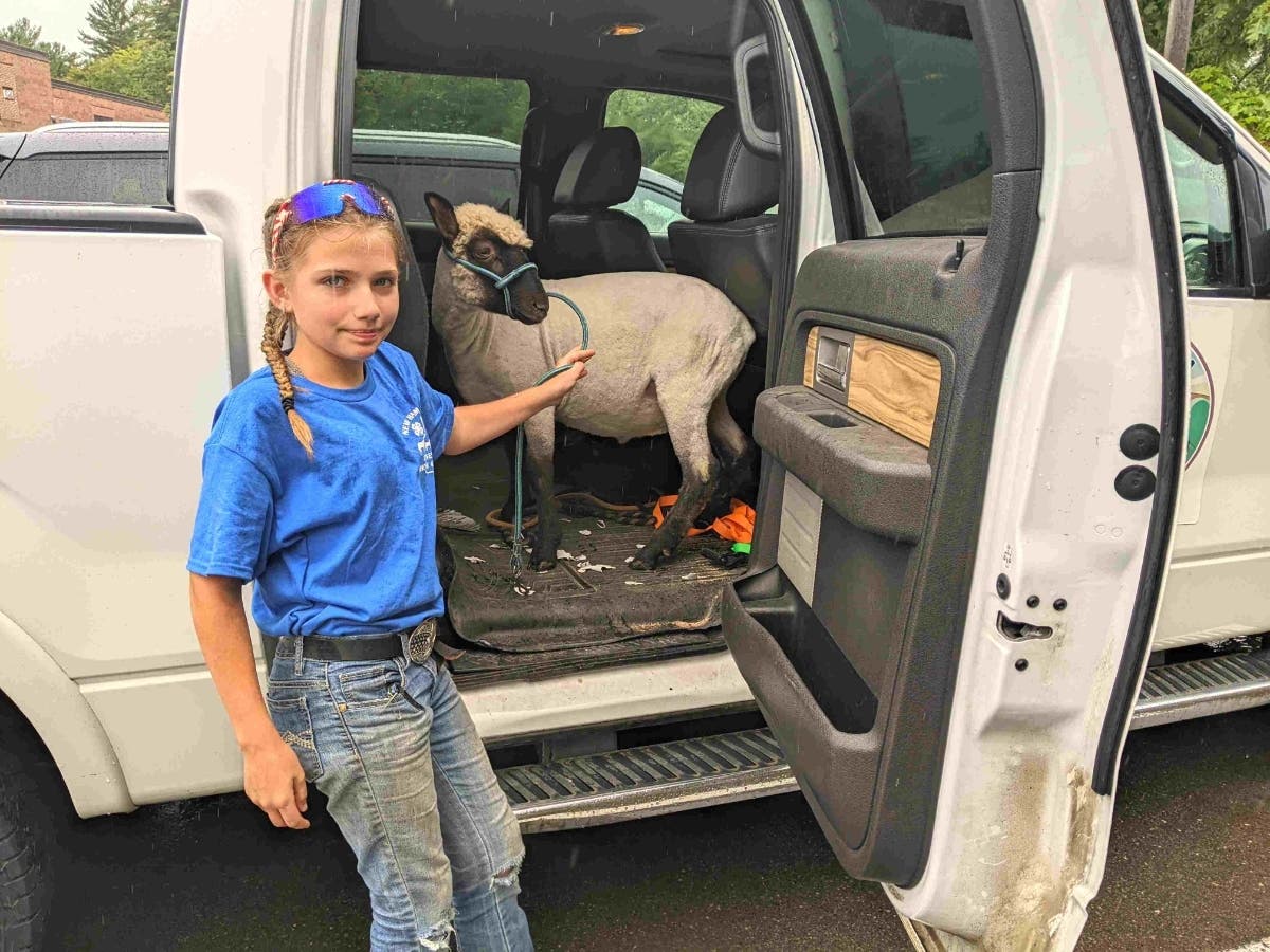 Washington, the lamb, rode home from the Hopkinton Fair 4-H auction in the back seat of my farm truck. Seen here with Katie, the girl who raised him, he is a handsome and friendly addition to the educational barn at Miles Smith Farm.