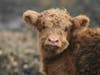 Bette, the youngest Scottish Highlander calf at Miles Smith Farm, is a friendly, well-adjusted calf. Bring your extra pumpkins and squash to feed the older cattle. Warning: Smashing is required.