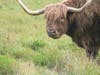 Cooper, the Scottish Highlander steer, knee deep in sweet grass at the St. Paul’s School pasture on Silk Farm Rd. in Concord.