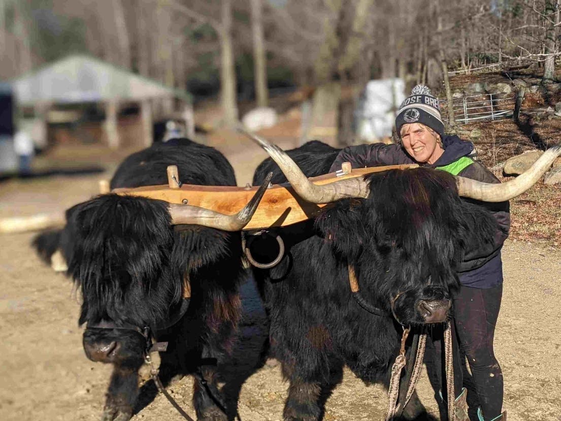 Buying more local products and working more with my two Scottish Highland oxen are my 2023 resolutions.