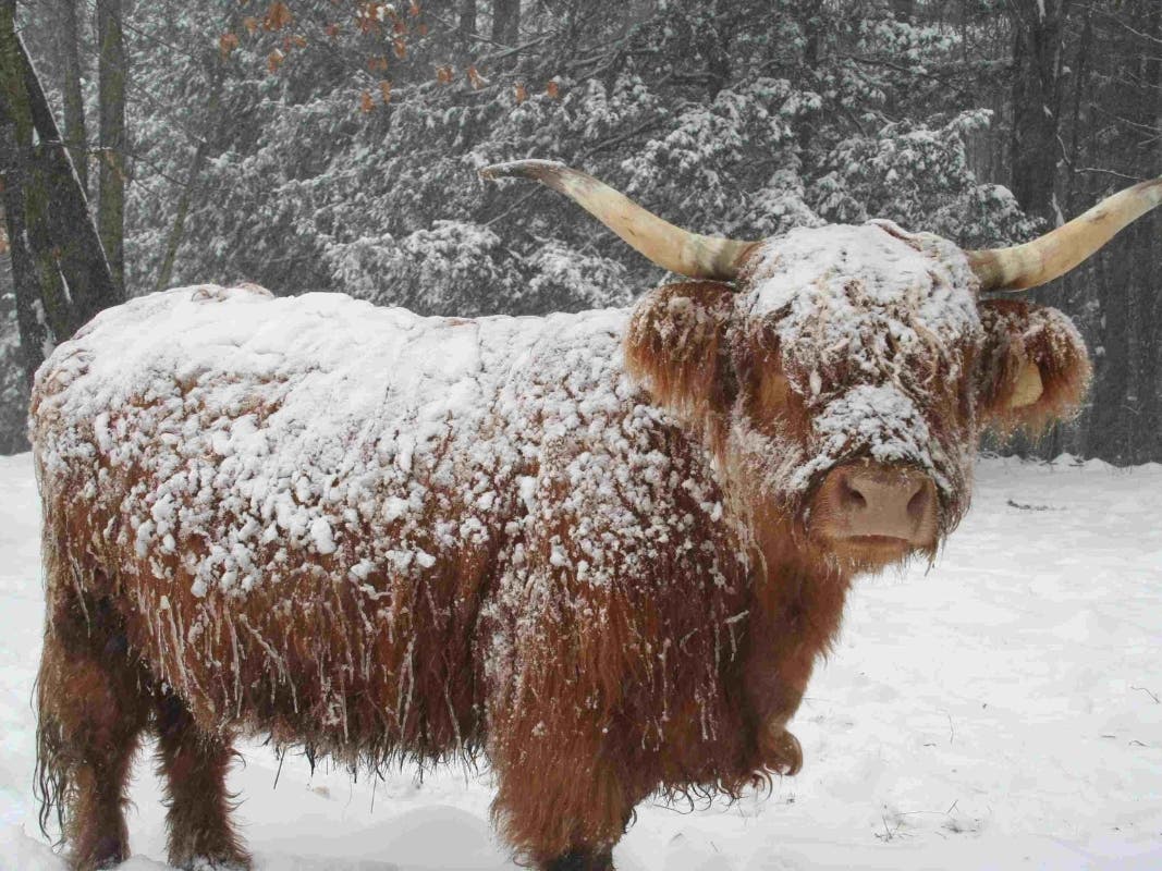A Scottish Highland cow can be covered with snow, but as long as the snow doesn't melt, she'll be warm and toasty under her lanolin-coated hair. ﻿Eventually, the snow will slide off her back just like snow falls off a well-insulated roof.