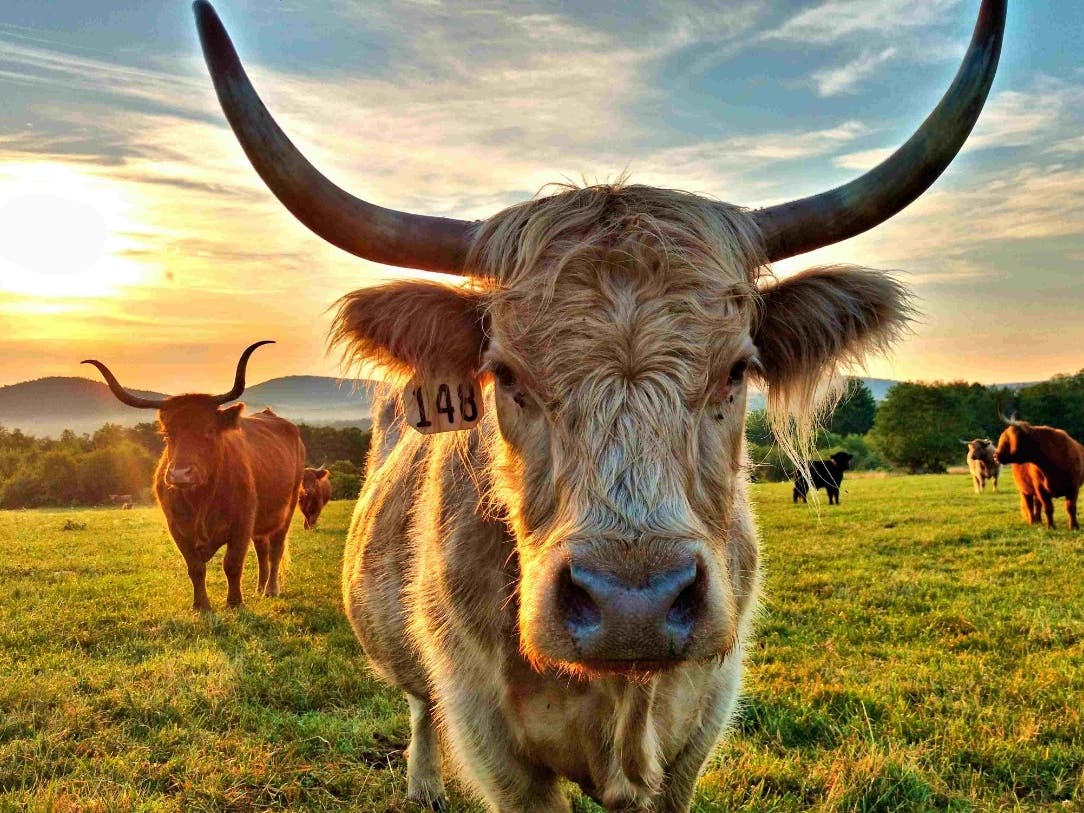 With their long, sharp horns and maternal instincts, Scottish Highland cows will charge predators to protect a calf. The calf will be safe in the same pasture as the herd. But if the calf runs off, the story changes.