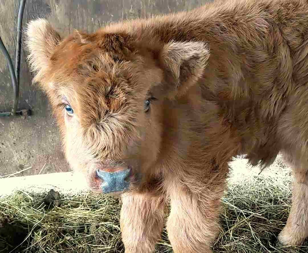 Celebrate the warm weather at “Easter on the Farm” on Saturday, April 8, 11am to 3 pm Everyone loves spring, even the Miles Smith Farm’s long-horned Scottish Highland cattle. Carole and newborn Oscar, the Scottish Highland calf, can’t wait to see you.