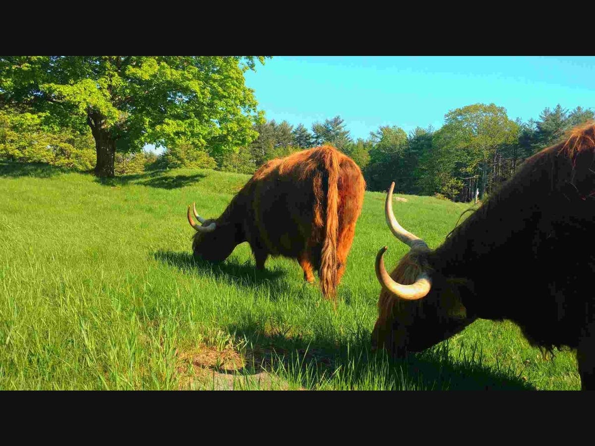 Miles Smith Farm cattle graze on land that has been kept open thanks to the New Hampshire Current Use Law. This law is the cornerstone in maintaining the state’s rural character.