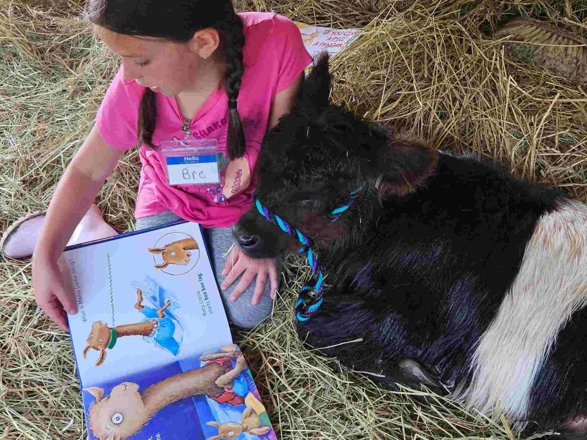 Camper Bre reads to her calf, Claudette, at Miles Smith Farm. Kids got dirty, fed the animals, and trained calves in a week-long day camp at a working farm. But mostly, they had fun and made new friends – both bovine and human.