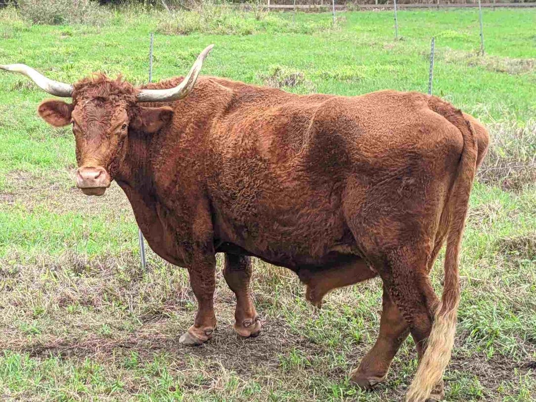 Dakota, a 20-year-old Texas Longhorn, is one of over 600 cattle that Carole recently visited at Kualoa Ranch on the island of Oahu in Hawaii. Did you know that Hawaii doesn’t have ticks? 