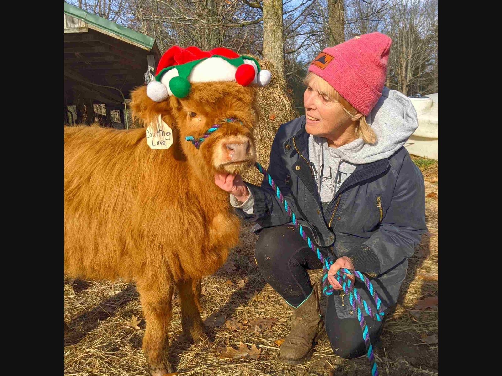 Courtney Love is truly a love. She runs to me at feeding time, and if I'm late, she reminds me with a big "moo." My calves are all friendly and a joy to be around. What a blessing to share Miles Smith Farm with a herd of affectionate calves.