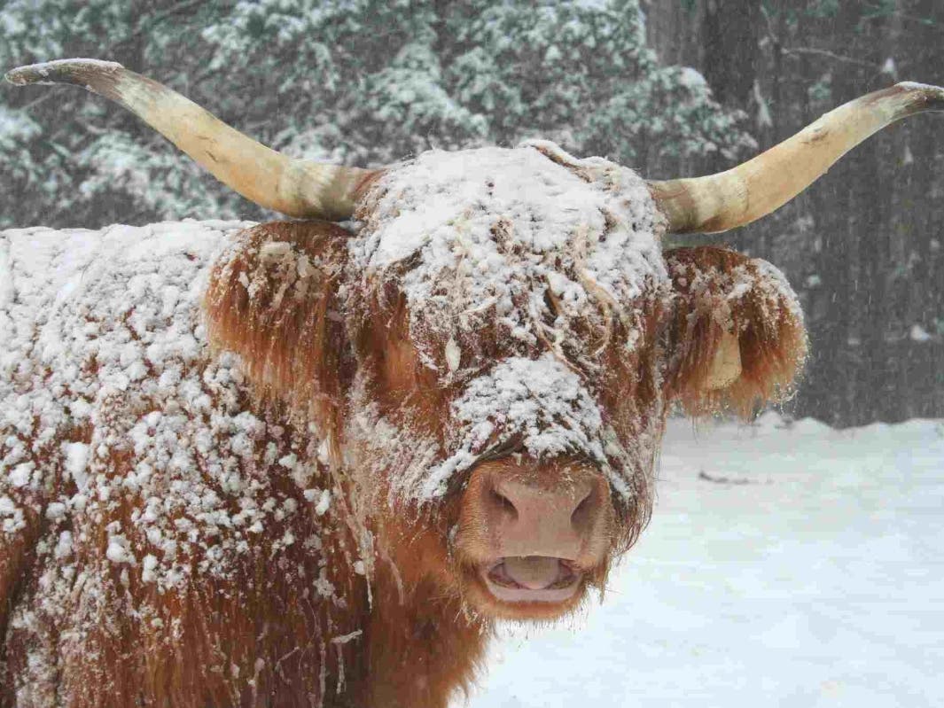 Snow cover on a cow indicates that the animal is well insulated. A Scottish Highlander's double-thick hair is the perfect insulator in freezing weather.
