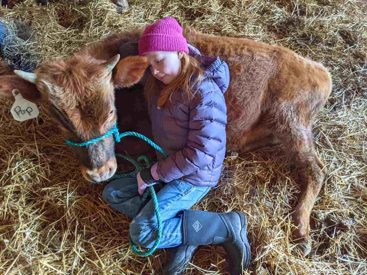 Charlotte, a 4Her in the Katama Cowpokes on Martha's Vineyard, snuggles with Pop, one of my working steers who is spending the winter on the island. Charlotte just taught Pop how to lie down on command. Why, you ask? 