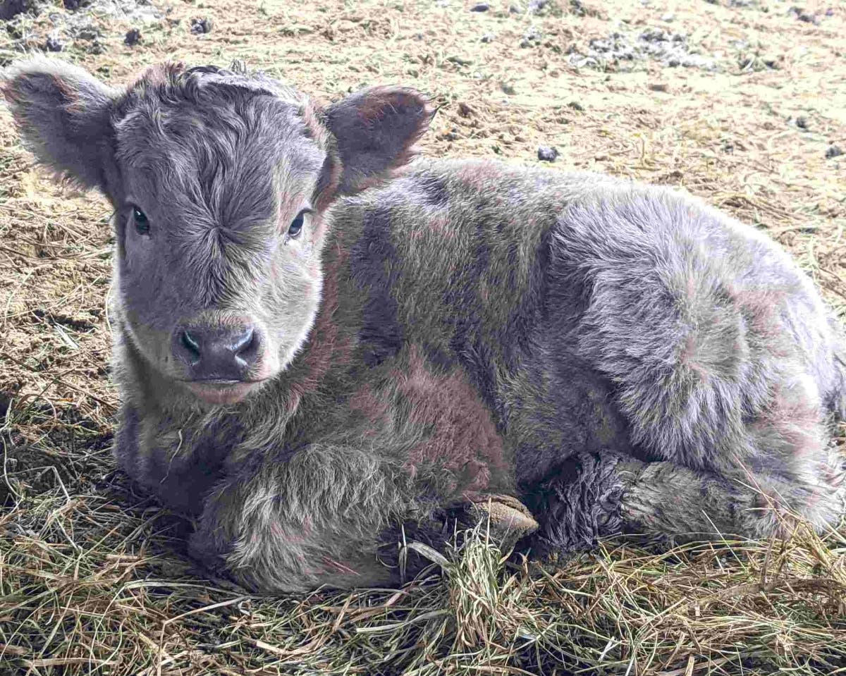 Two-week-old Stormy was born on the April 4th nor’easter. Celebrate the warmer weather at the Spring Fling on Saturday, April 20, 11 a.m.-2 p.m. Everyone loves spring, even the Miles Smith Farm’s long-horned Scottish Highland cattle.