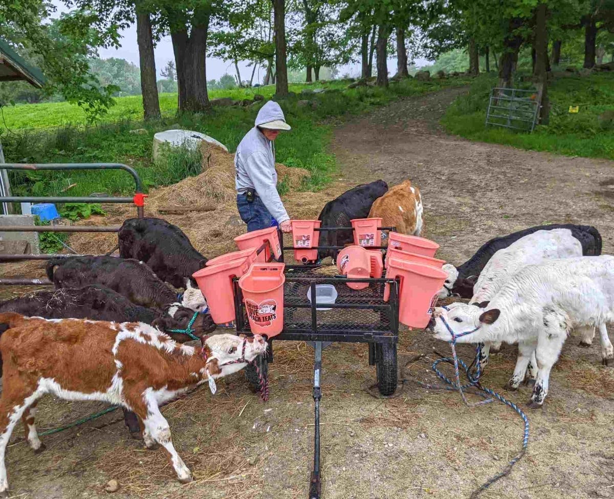 These adorable calves are at the farm for Cow Camp in July. If your child loves animals, this is the day camp for her. Your child will have a week of running, brushing, and loving a calf of her own. 