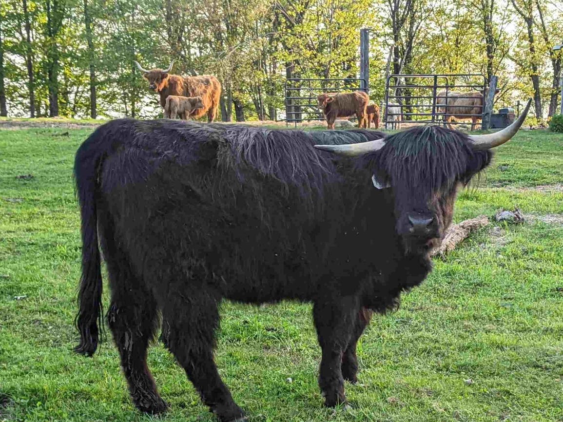 Magic, a Scottish Highlander with crooked horns, is in my breeding program. Although she doesn’t have the best-looking horns, she has been a great mom to her calf.