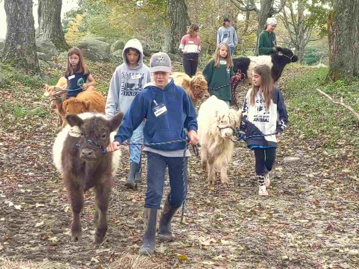 2023 Farm-camp alums take their calves for a walk on a brisk fall day at Miles Smith Farm in Loudon.
