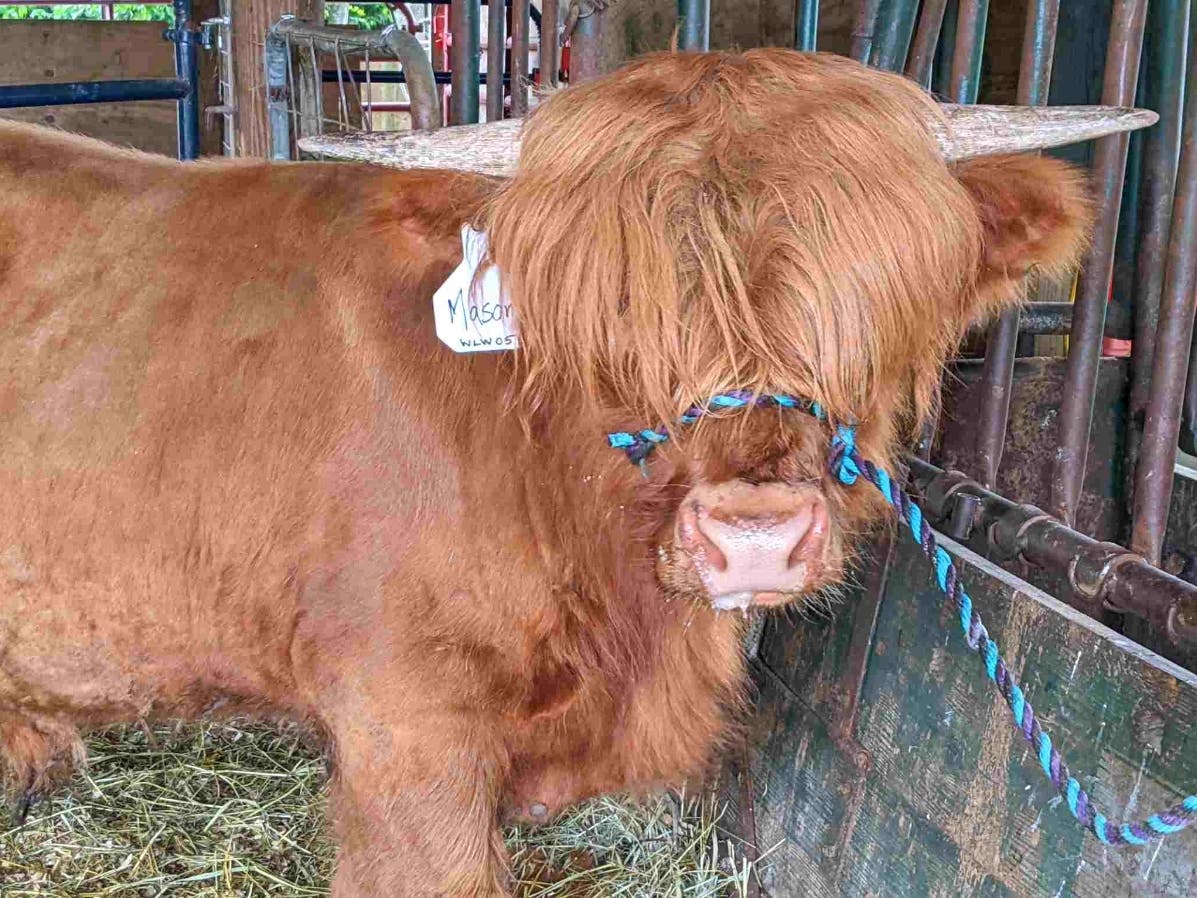 Training Mason, my new bull, is on my schedule. Training a sixteen-month-old bull is much like training a calf, except a bit more dramatic. 
