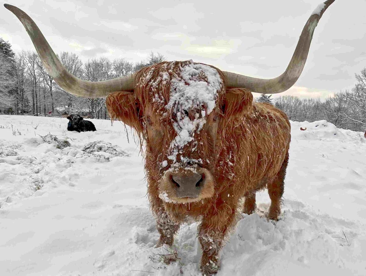 Scottish Highland steers Curious Bleu and his buddy, Finn, enjoy the winter weather on Miles Smith Farm in Loudon.