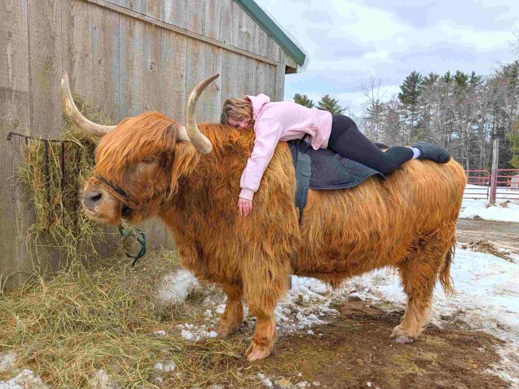 Life's too short not to have a Scottish Highand steer as your best friend.