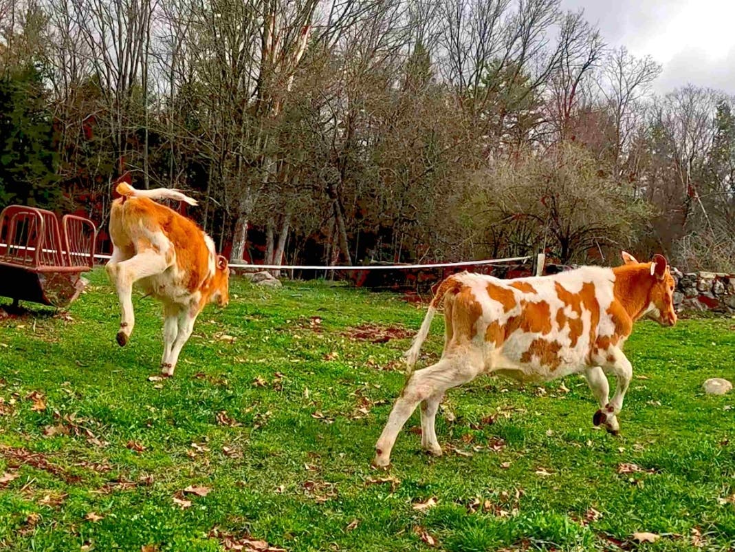Pip and Merry, 8-month-old calves, kick up their heels to celebrate tender spring grass at Miles Smith Farm.