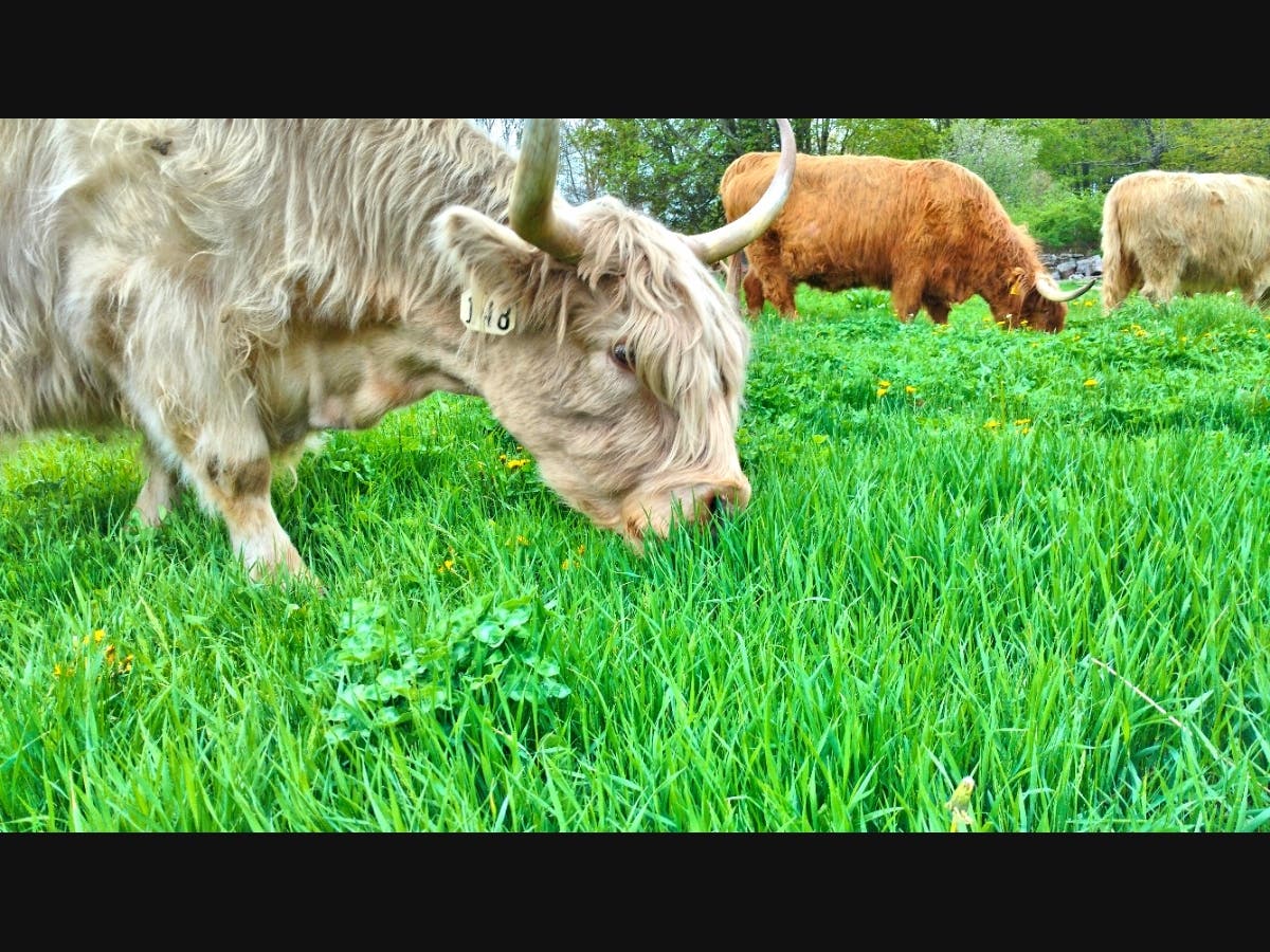 Cattle aren’t picky chewers. They sweep up grass like a vacuum cleaner, and whatever’s mixed in goes down the hatch.