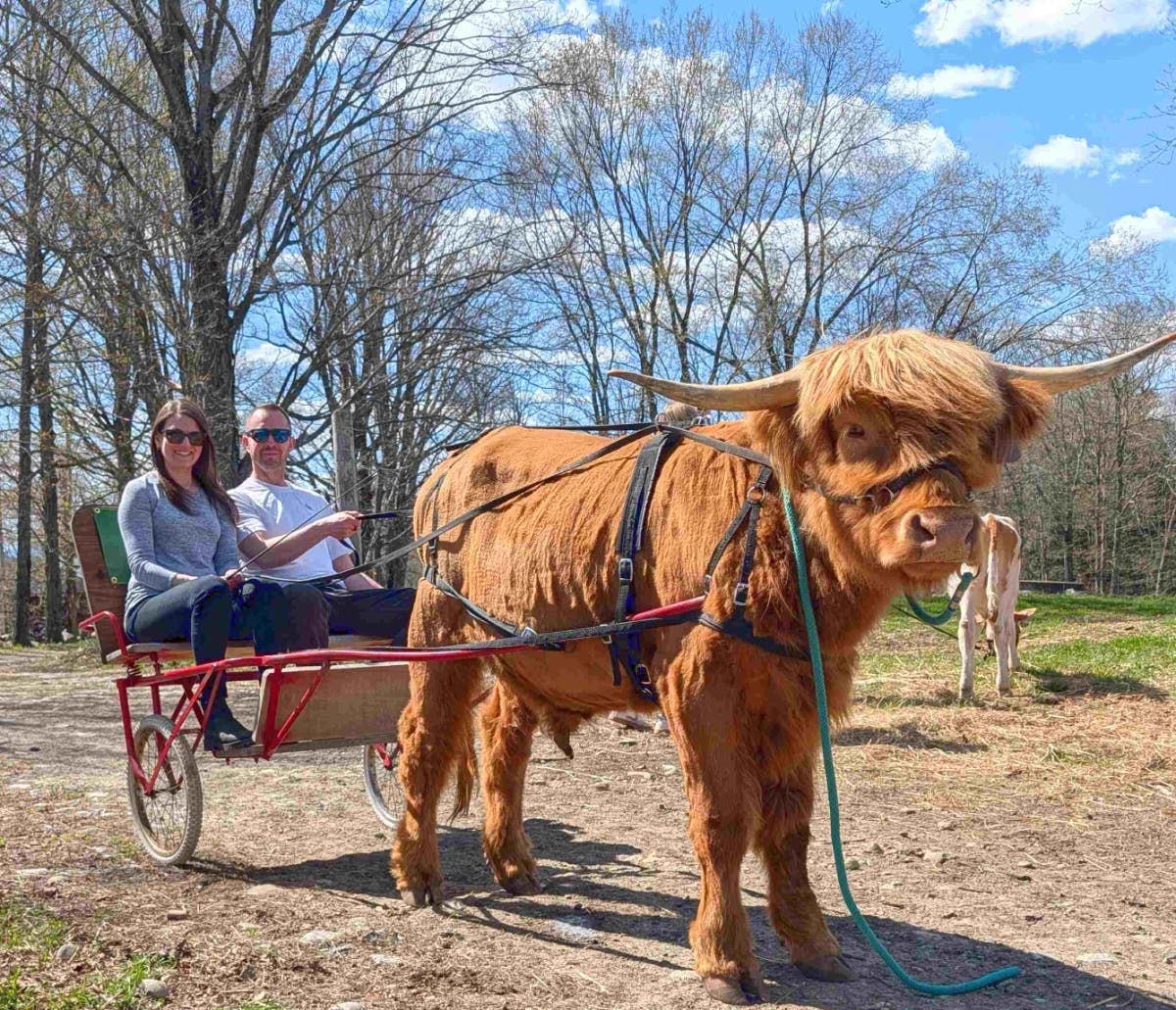 Did you know that a cow can be a better companion than a horse? Here, Owen, a three-year-old Scottish Highland steer, gives a cart ride to Miles Smith Farm visitors.