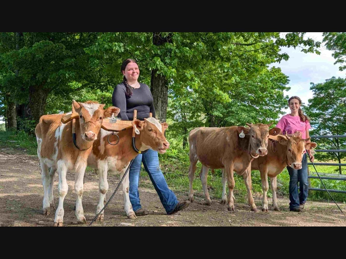These two pairs of dairy-born calves are learning the commands of working steers under 4-H teamsters Molly Potter and Rose DeFreitas, who are training them to pull as yoked teams.