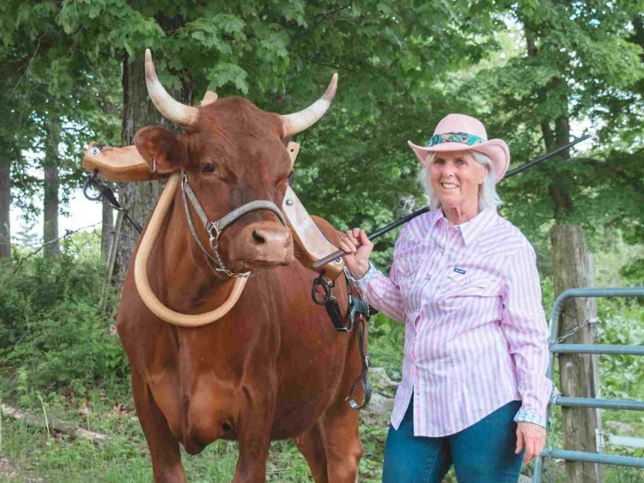 Cornelius, a Devon/Jersey cross, works in a single yoke. After plenty of training, he's mastered a rare skill for cattle. He now hauls a cart full of delighted passengers at Miles Smith Farm's Ultimate Cow Experience.