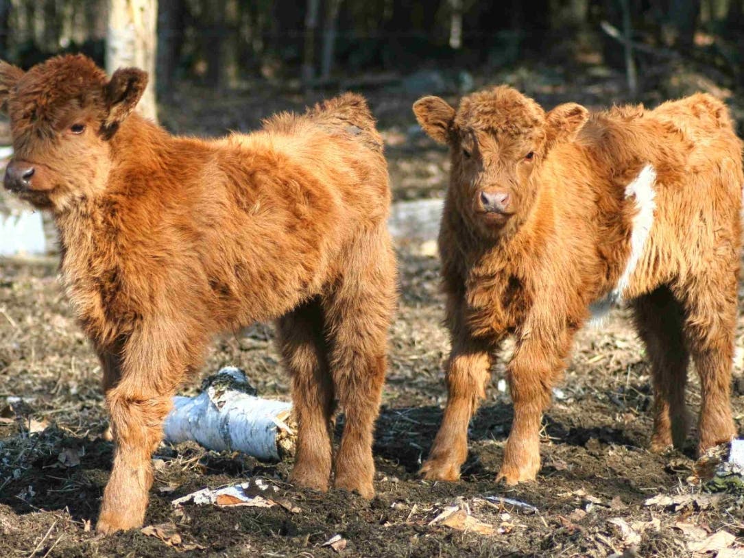 A cow will do anything to protect her calf. Reading her behavior can prevent serious injuries.
