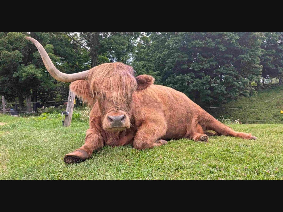 Scottish Highland steer, Curious Bleu, takes a break on the lawn at Miles Smith Farm. His injured horn fell off on July 4th, 2026.