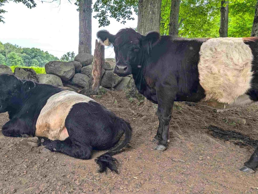 This year, Miles Smith Farm has one pregnant Belted Galloway cow named Iris (right). She’s standing behind the bull Carlos (lying down). They'll soon be proud parents of a calf. Meet Iris and Carlos at the Cow Crew Experience on July 25 from 1 to 3 p.m.