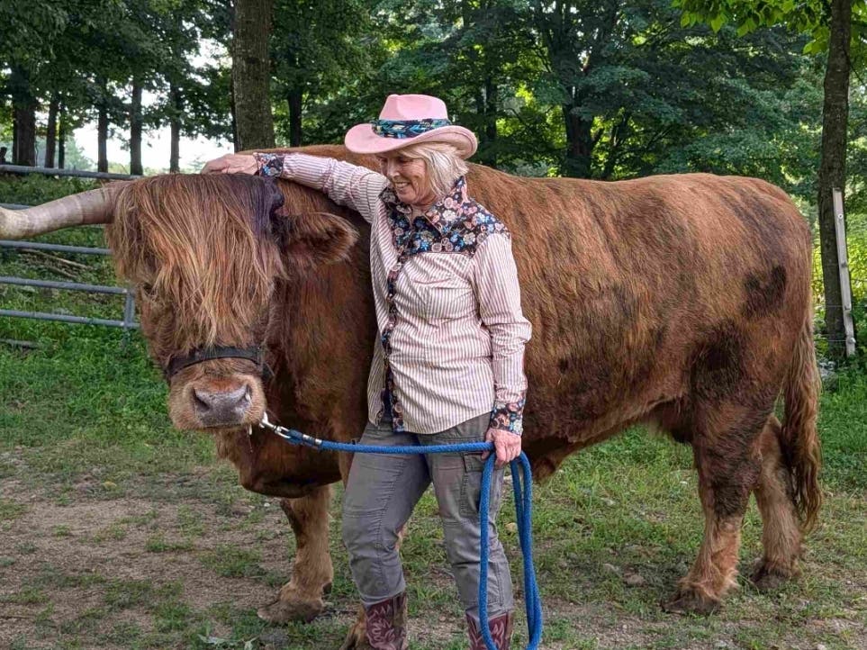 Curious Bleu, a Scottish Highland steer who recently lost one horn, is the star attraction of the Ultimate Cow Experience at Miles Smith Farm. 
