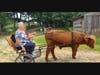 Stephanie and Jan take a cart ride pulled by Scottish Highland steer, Owen