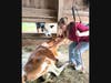 Stephanie Hurd from Future In Sight meets Merry during the Ultimate Cow Experience at Miles Smith Farm.
