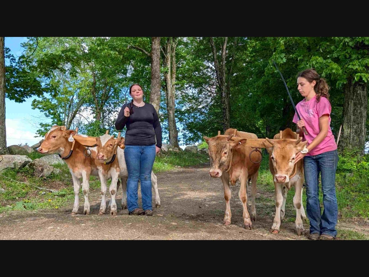 Molly Potter (left) and Rose DeFreitas at Miles Smith Farm preparing their calves to compete in the working steer classes at the Belnap 4H Fair.
