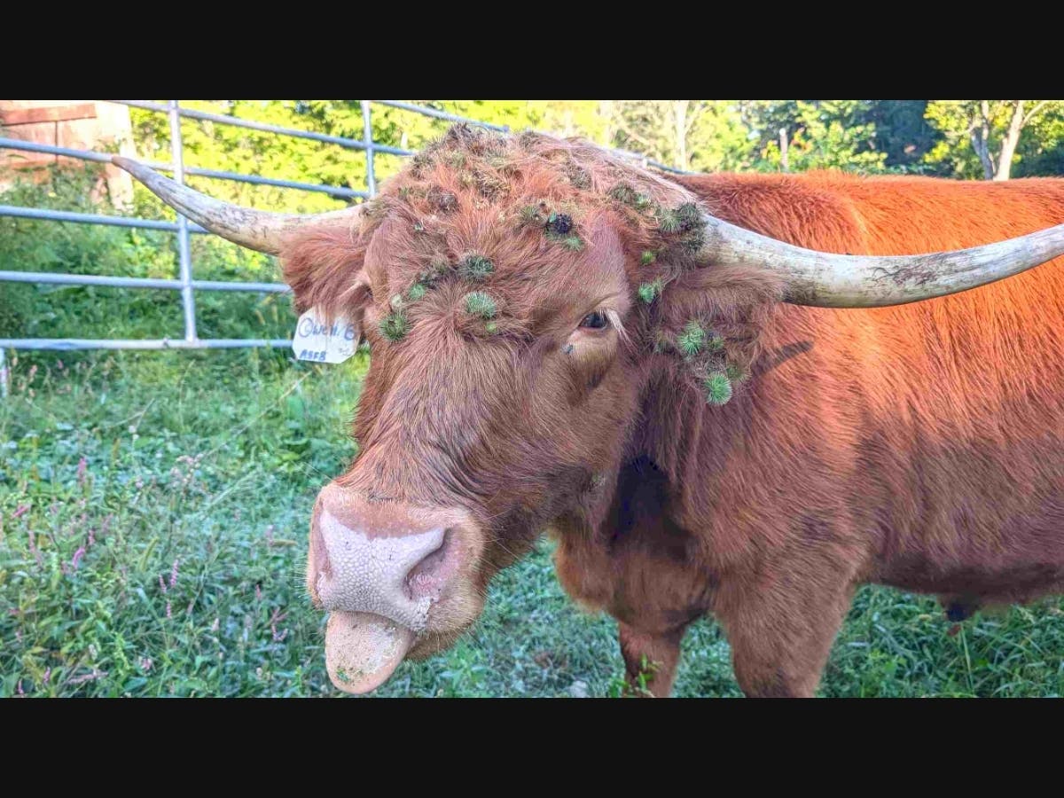 Owen, a Scottish Highland steer, wears his crown of thistles after a night of grazing.