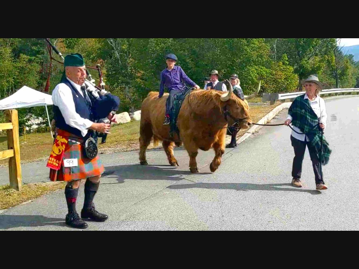 Curious Bleu at the 2022 Highland Games, accompanied by Jim Leahy on the pipes. Bleu will be at the games this year, but with only one of his majestic horns. He lost the other in an accident. We call him the Uni-Cow.
